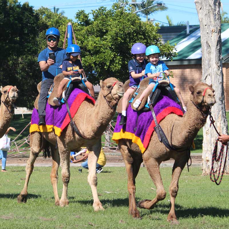 Camelot Camel Rides Brisbane