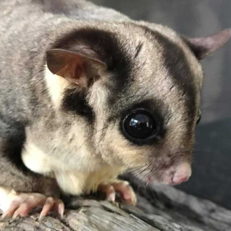 Geckoes Wildlife Displays Brisbane