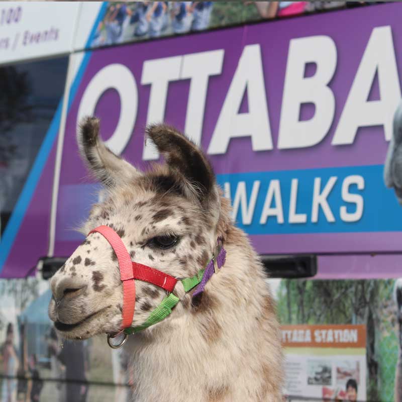 Ottaba Party Llamas Brisbane