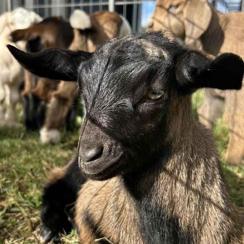 ABC Animal Farm Brisbane