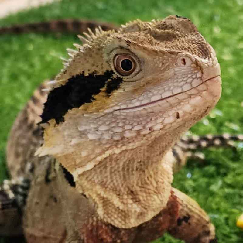 Urban Reptiles Brisbane