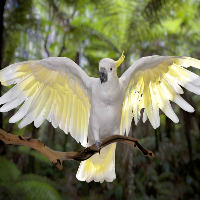 Wildlife Unleashed Mobile Zoo Brisbane