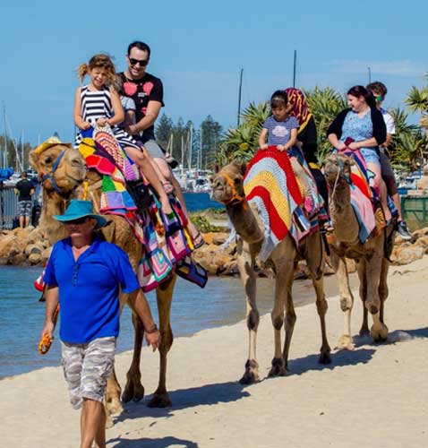 Gold Coast Show Camels