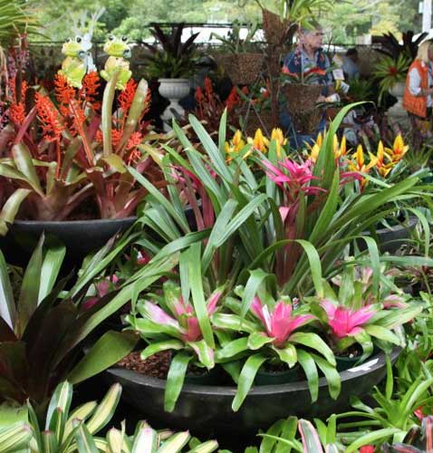 Queensland Garden Expo Plant Sales